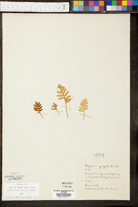 Polypodium polypodioides image