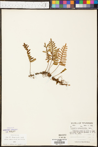 Polypodium polypodioides image