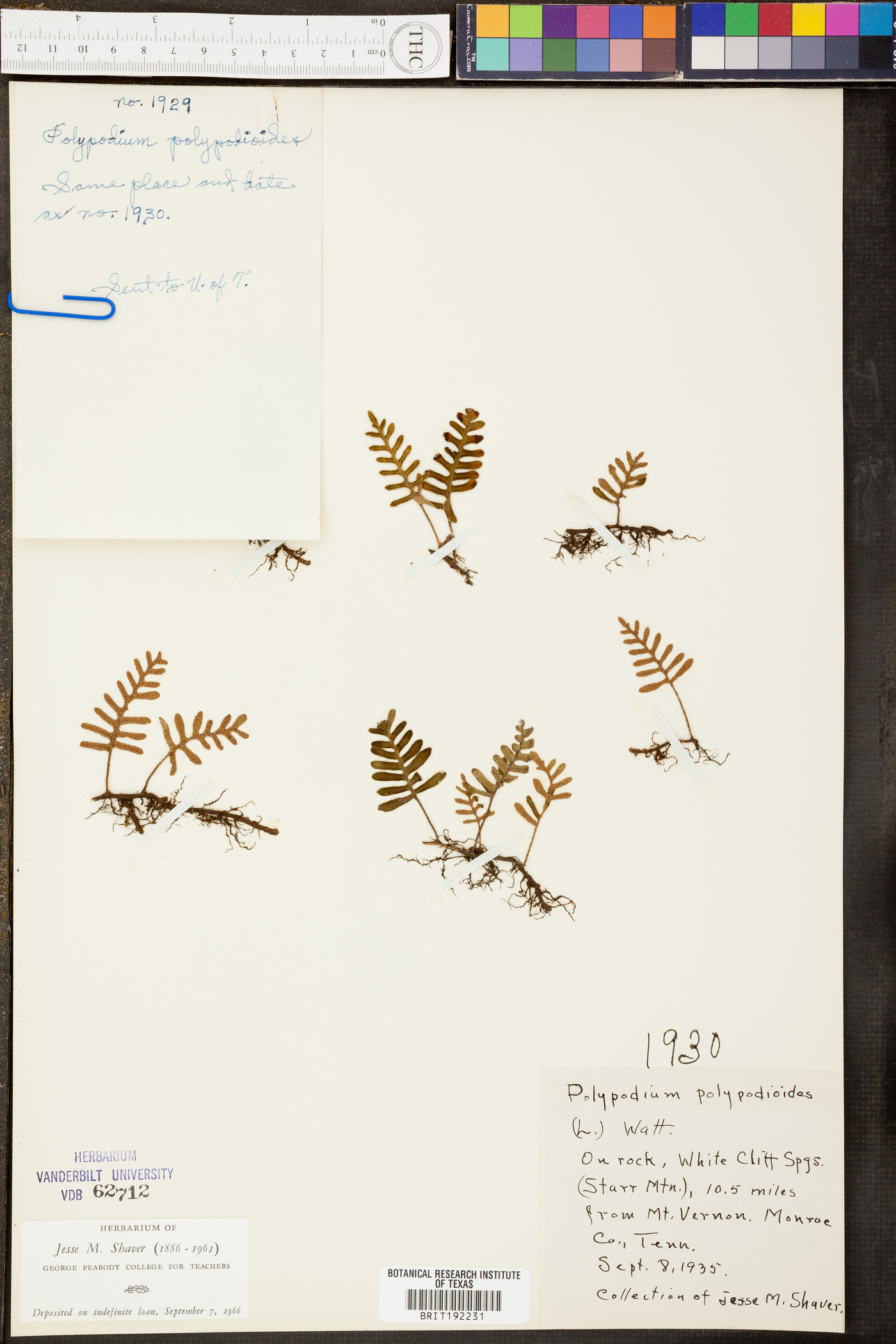 Polypodium polypodioides image