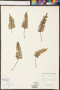 Polypodium polypodioides image