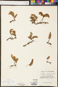 Polypodium polypodioides image