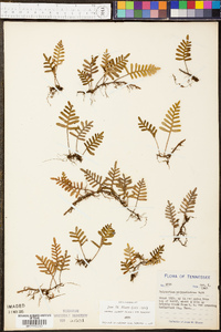 Polypodium polypodioides image