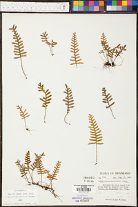 Polypodium polypodioides image