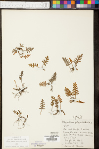 Polypodium polypodioides image