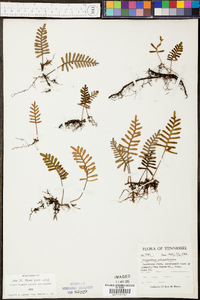 Polypodium polypodioides image