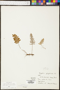 Polypodium polypodioides image