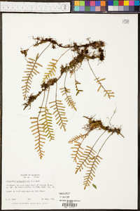 Polypodium polypodioides image