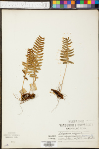 Polypodium vulgare image