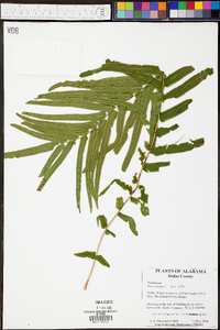 Pteris vittata image