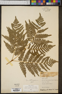 Pteridium aquilinum var. latiusculum image