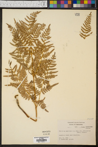 Pteridium aquilinum var. latiusculum image