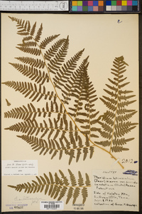 Pteridium aquilinum var. latiusculum image