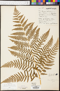 Pteridium aquilinum var. latiusculum image