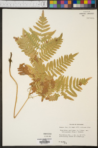 Pteridium aquilinum var. latiusculum image