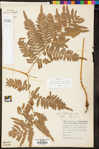 Pteridium aquilinum var. latiusculum image