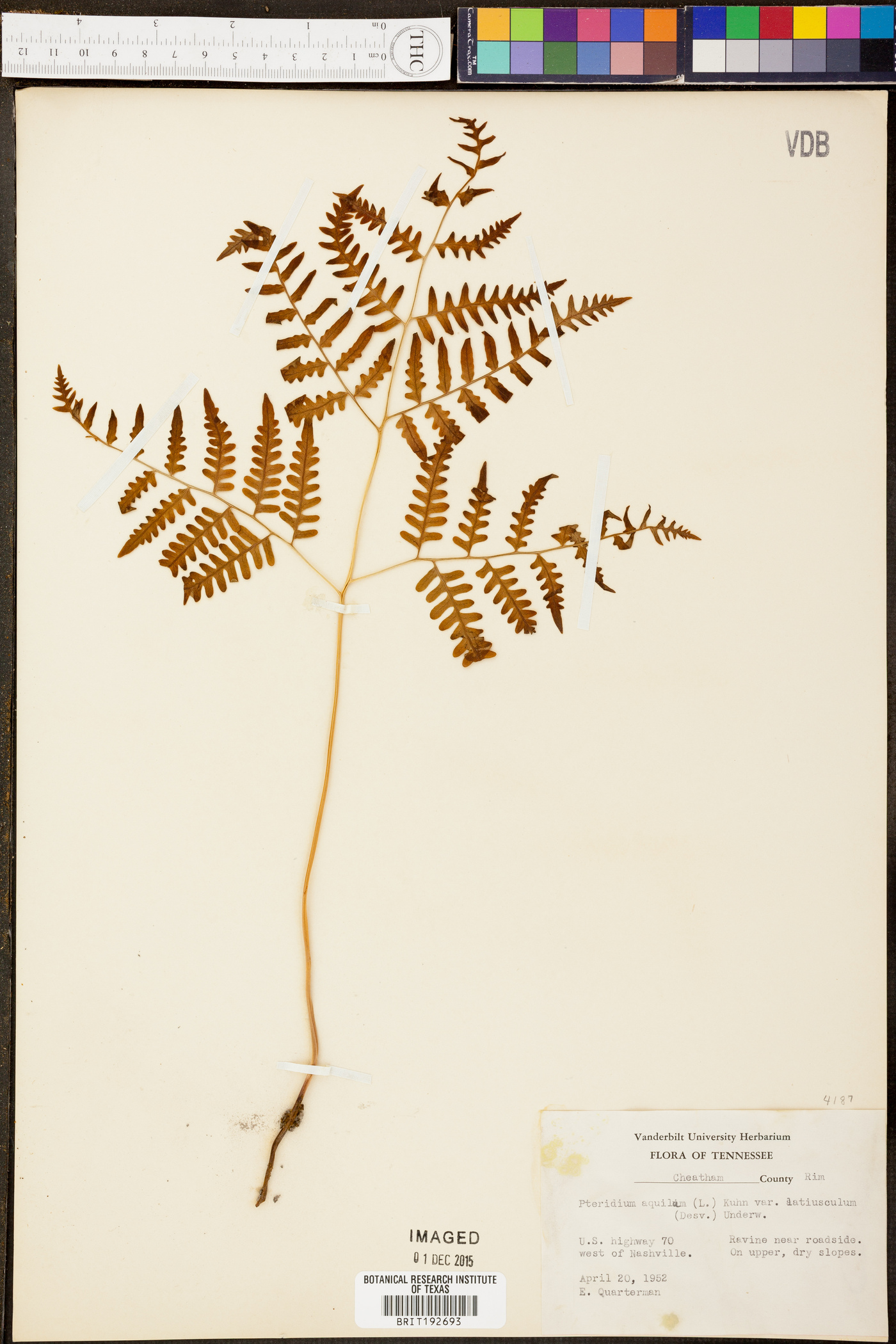 Pteridium aquilinum var. latiusculum image