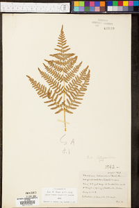 Pteridium aquilinum var. latiusculum image