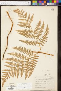 Pteridium aquilinum var. latiusculum image