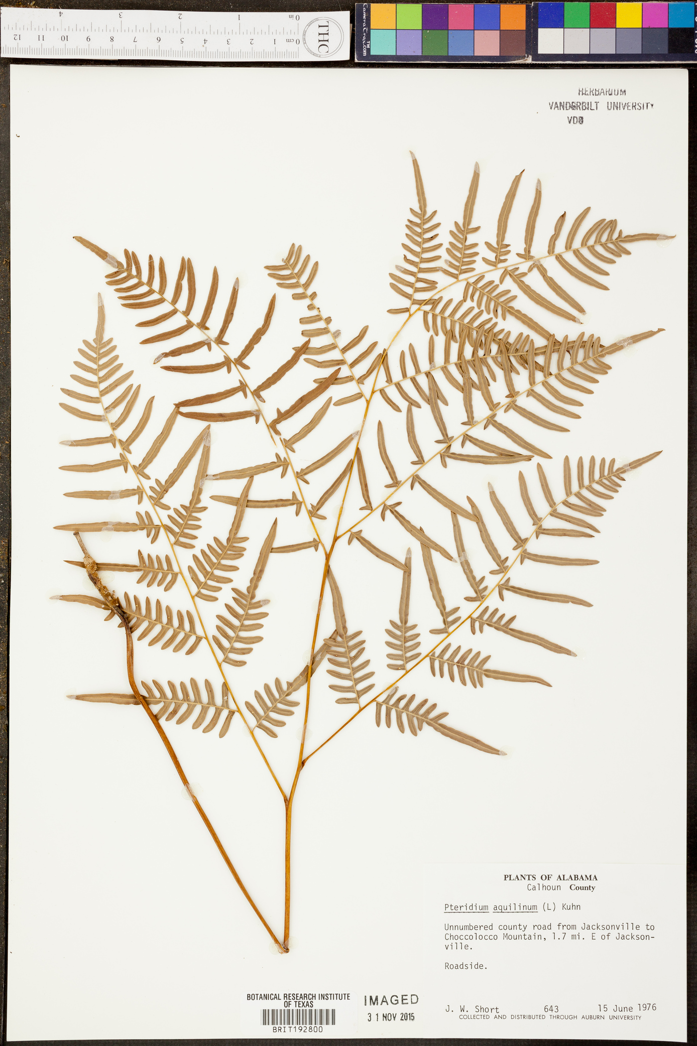 Pteridium esculentum subsp. esculentum image