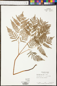 Pteridium esculentum subsp. esculentum image