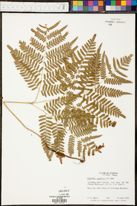 Pteridium esculentum subsp. esculentum image