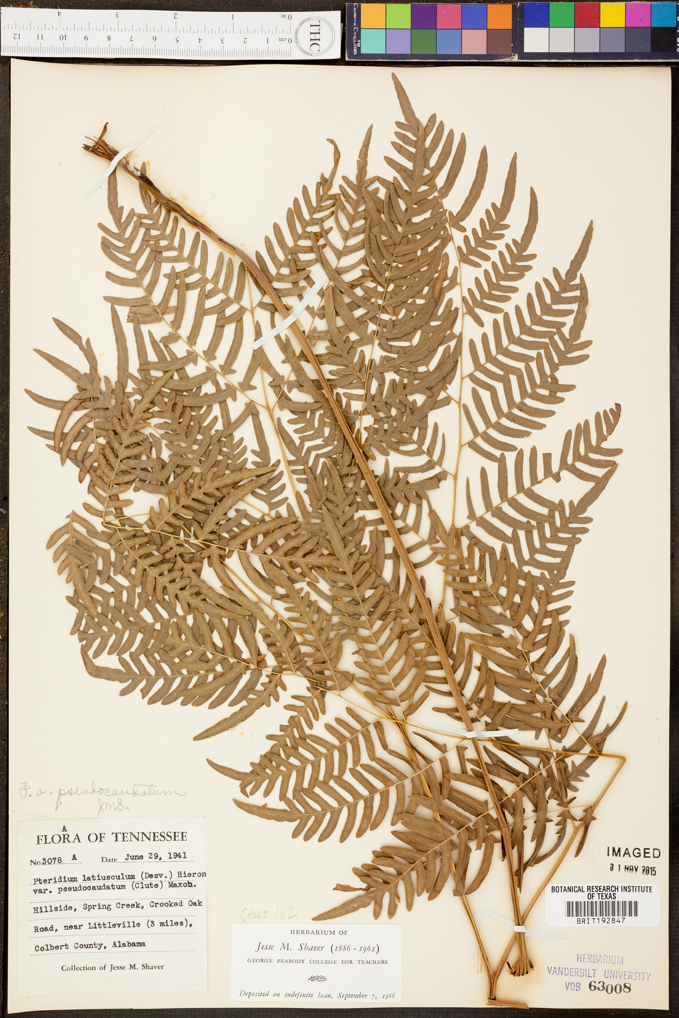 Pteridium esculentum image