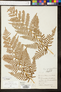 Pteridium aquilinum subsp. pseudocaudatum image