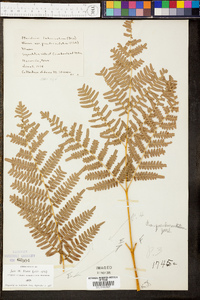 Pteridium aquilinum subsp. pseudocaudatum image