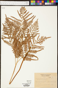 Pteridium aquilinum subsp. pseudocaudatum image