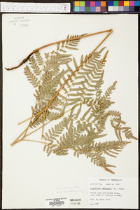 Pteridium aquilinum subsp. pseudocaudatum image