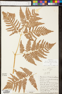 Pteridium aquilinum var. latiusculum image