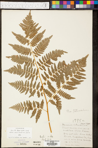 Pteridium aquilinum var. latiusculum image