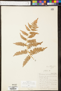 Pteridium aquilinum var. latiusculum image