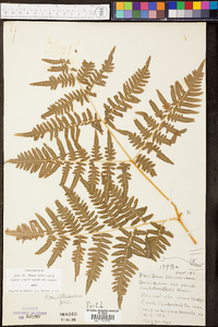 Pteridium aquilinum var. latiusculum image