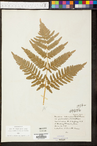 Pteridium aquilinum subsp. pseudocaudatum image