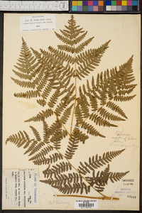 Pteridium aquilinum var. latiusculum image