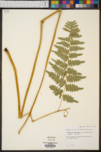 Pteridium aquilinum var. latiusculum image