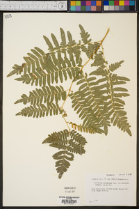 Pteridium aquilinum var. latiusculum image