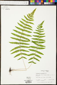 Thelypteris palustris var. pubescens image