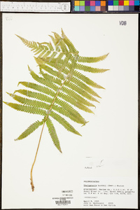 Thelypteris kunthii image