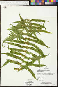 Thelypteris kunthii image