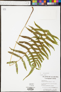 Thelypteris hispidula image