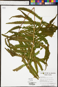 Thelypteris hispidula image