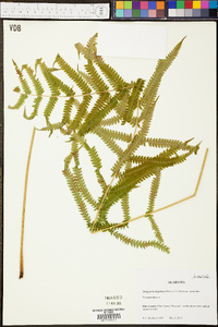 Thelypteris hispidula image