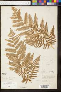 Pteridium aquilinum subsp. pseudocaudatum image