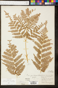 Pteridium aquilinum subsp. pseudocaudatum image