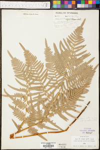 Pteridium aquilinum subsp. pseudocaudatum image