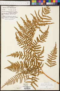 Pteridium aquilinum subsp. pseudocaudatum image