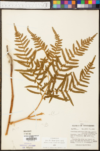 Pteridium aquilinum subsp. pseudocaudatum image