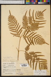 Pteridium aquilinum var. latiusculum image